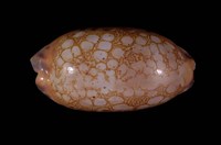 藏品(網目寶螺)的圖片